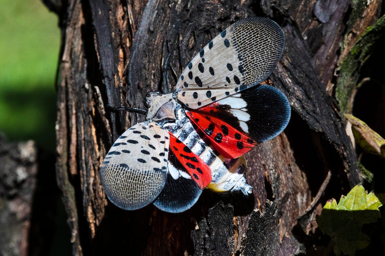 See a spotted lanternfly in PA, NY and OH? Kill it on sight.