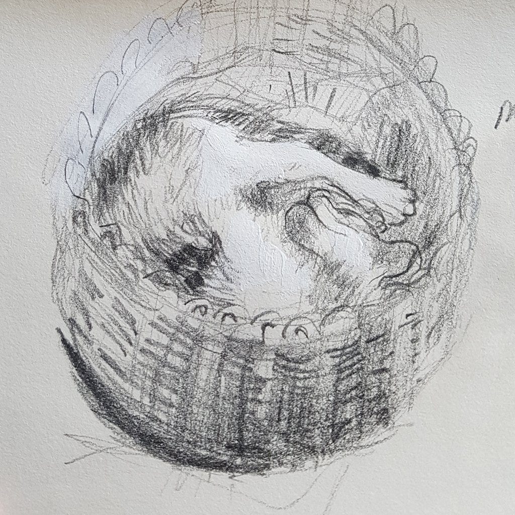 Black pencil sketch of a kitten in a basket. (c) Julia Laing 2021