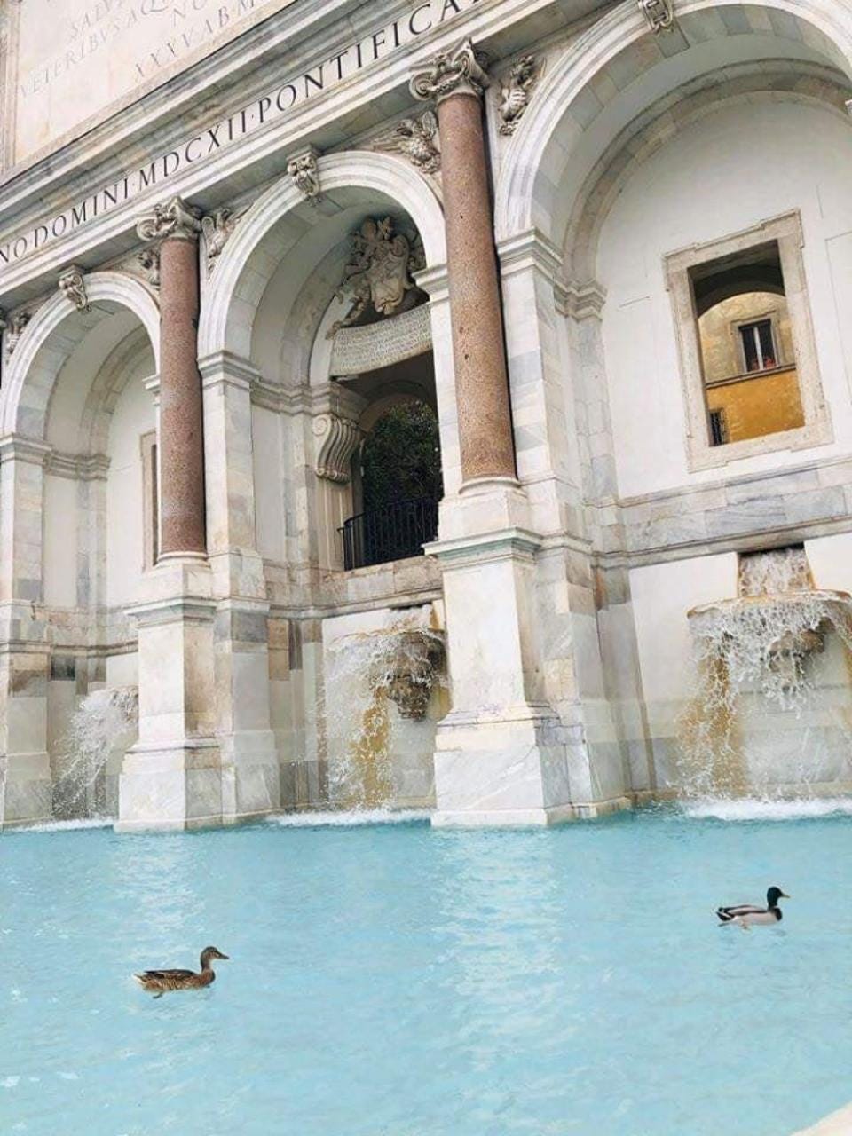 Ducks swimming in the Trevi Fountain.