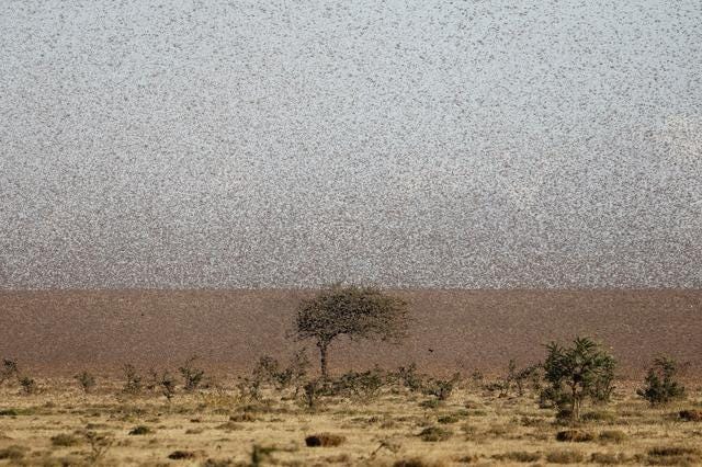 Farmers fight back: Making animal feed from a locust plague