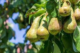 Lovely Cluster of Conference Pears Conference - Pyrus Communis Ripening in  Pear Tree Fruit Tree. Stock Photo - Image of delicious, crop: 156062778