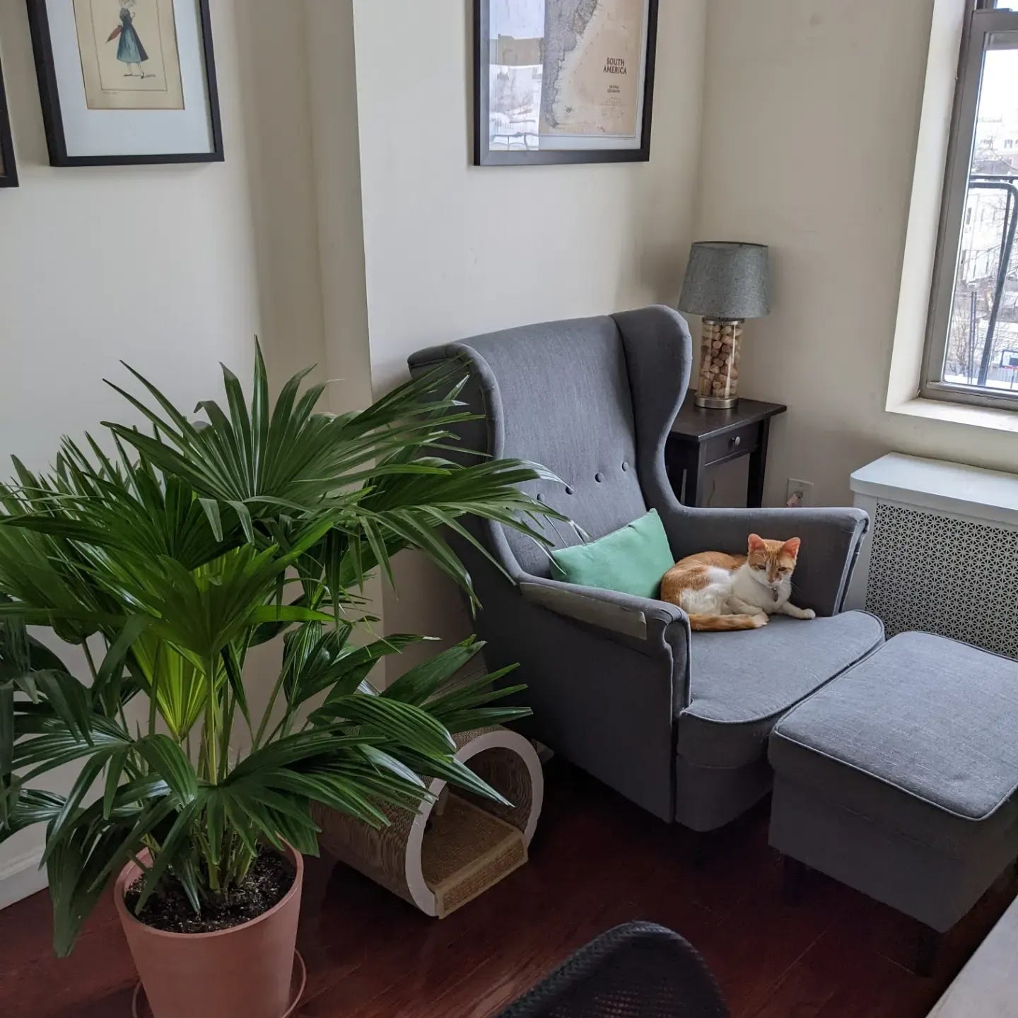 A Chinese palm plant next to a grey upholstered chair where a cat sits