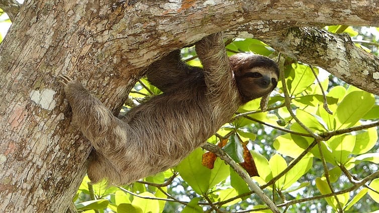 Slock on tree branch.