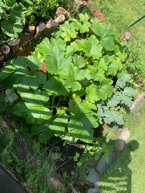 Image of bright green big leaves of pumpkin growing in a garden