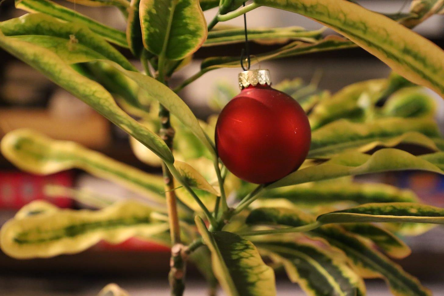 a red Christmas ornament on a leafy fern