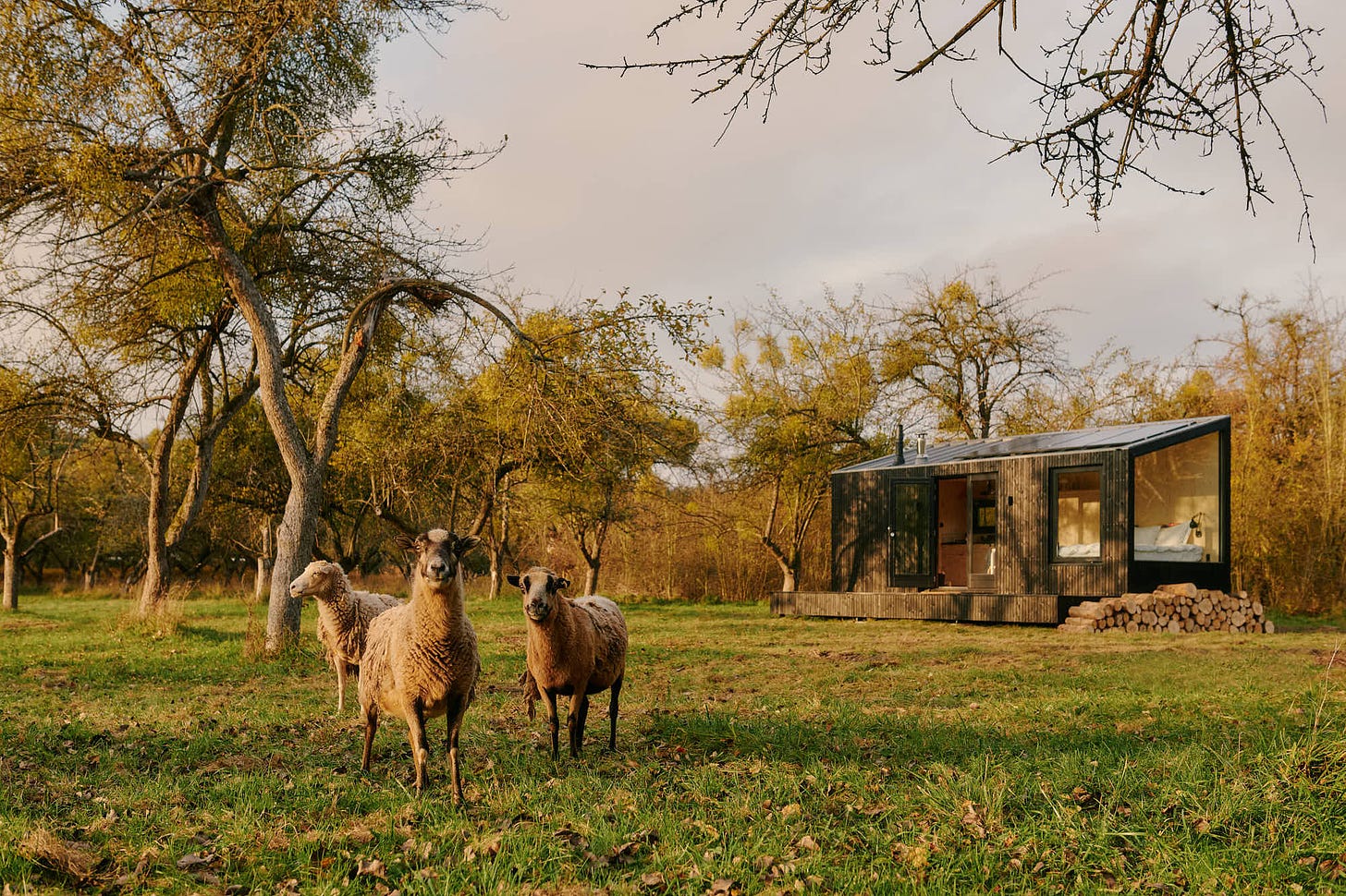 Three sheep in an orchard close to a black wooden cabin with a sloped roof and large windows