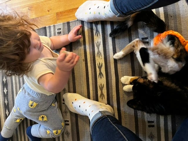 A 10-month old baby on the left crawls toward a seated dark-colored cat in an orange diaper. A grownup’s socked feet are also in frame.