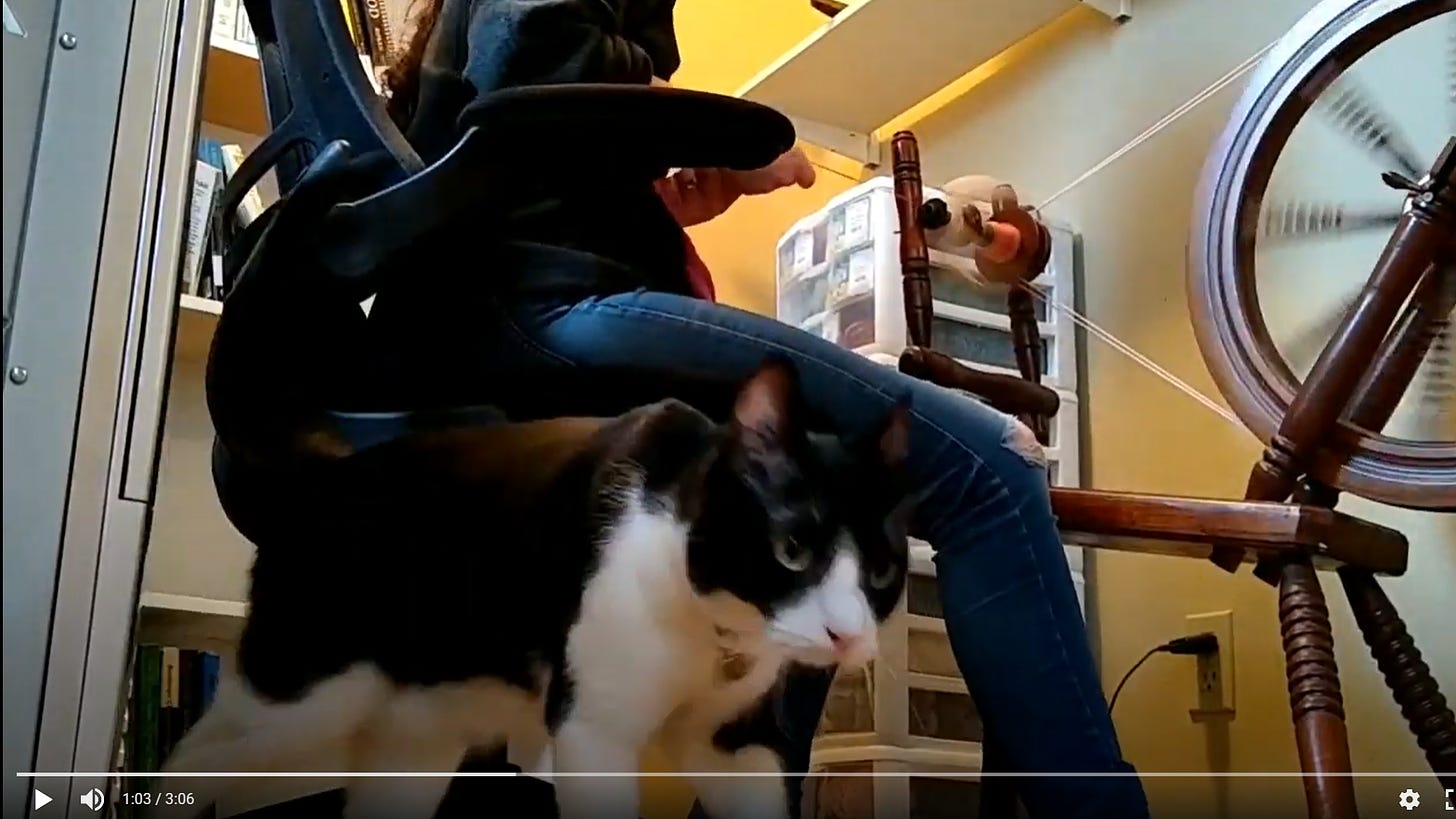 Camera at an angle on the floor, cat walking by in foreground, person spinning on a spinning wheel in background