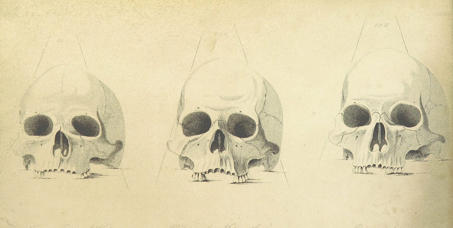 Pencil sketch of three skulls