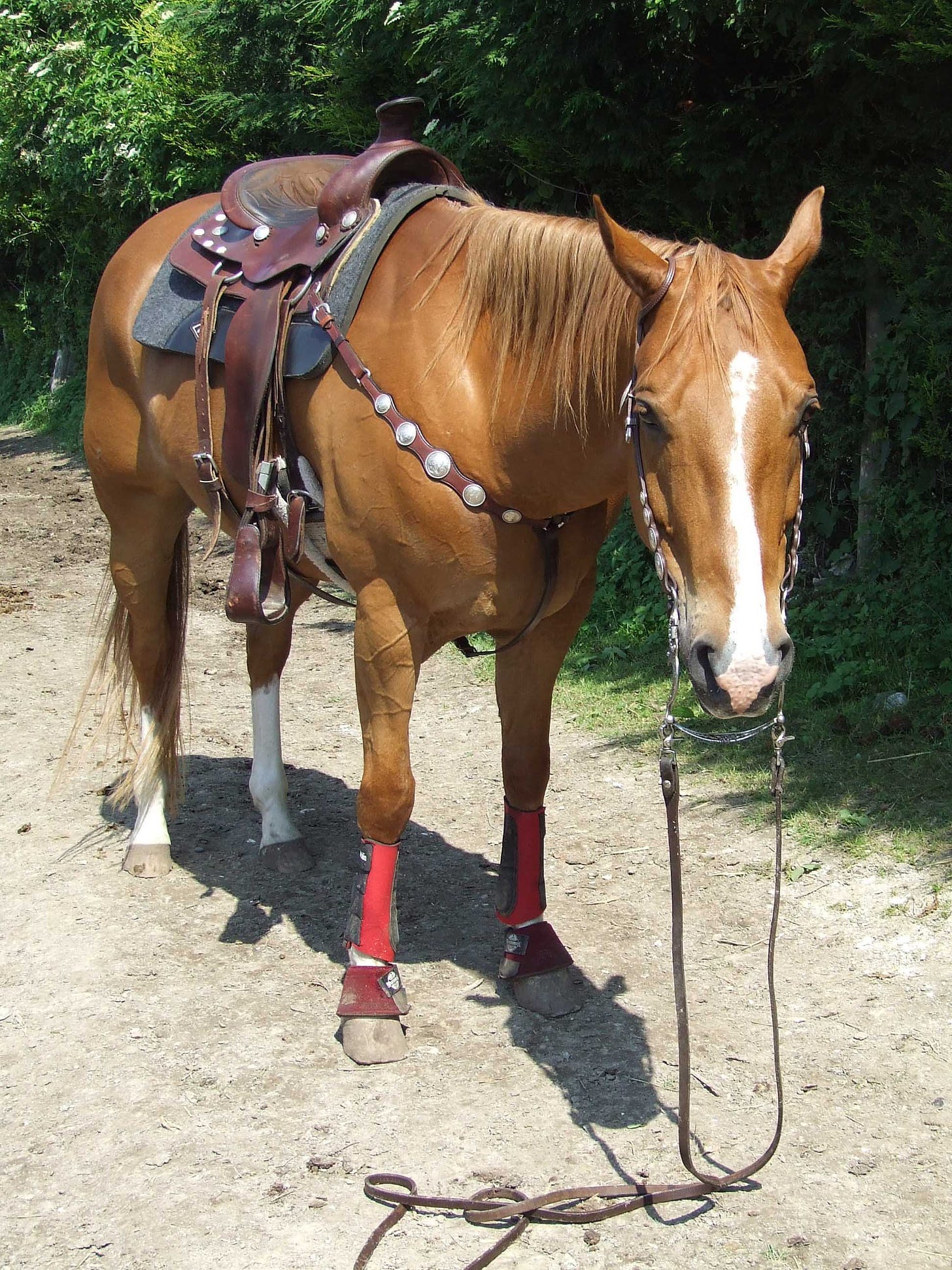 Western Tack - Split Reins - THE VERSATILE HORSE
