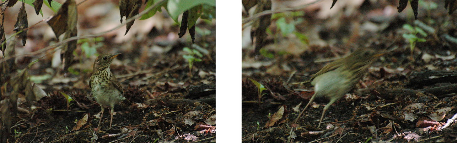 Two images, side by side. Left: The thrush stands on the ground looking forward with its head turned. Right: The thrush is a blur of motion, zooming off to the right.