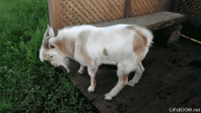 A goat fainting