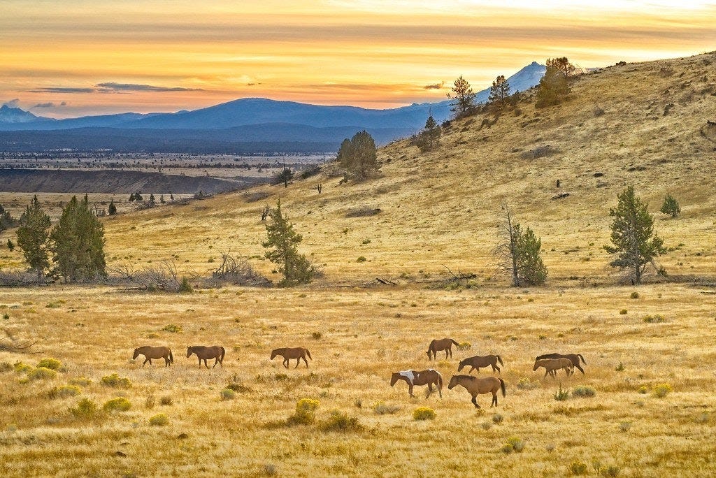 Warm Springs Wild Horses at Sunset 4051 E