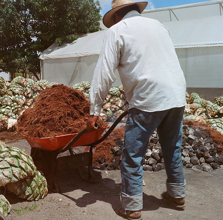 Photograph of a man wearing a hat, white collar shirt, blue jeans, and boots, holding a wheel barrow with dirt around agave piñas. Man has back to camera.