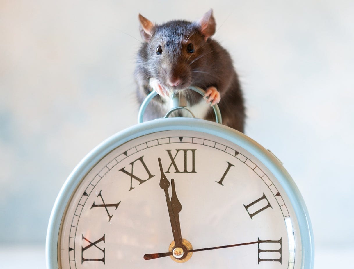 Mouse on alarm clock