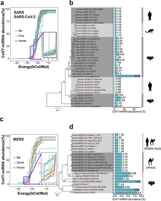 Comparison of the total abundance of coronavirus-targeting miRNAs (CoVT-miRNAs) between coronavirus strains of human and nonhuman hosts. (a and b) CoVT-miRNA abundance for strains in group 2b of beta-coronavirus, which includes SARS-CoV, SARS-CoV-2, and SARS-related coronaviruses. (a) The accumulation curves of CoVT-miRNA abundance for each strain when gradually relaxed based on minimal free energy predictions. Each curve indicates a coronavirus strain with red, yellow and blue curves, representing human, civet, and bat strains, respectively. Inset, an enlarged region showing the first inflection point of the predicted CoVT-miRNA abundance curves. (b) CoVT-miRNA abundance of each strain in a phylogenetic context. Blue bars indicate the CoVT-miRNA abundance of each strain in the dendrogram at the free energy cutoff of −25 kcal/mol with the values labeled alongside. The cartoons on the right show the animal species of the host of the strains in each clade. (c and d) CoVT-miRNA abundance for strains in group 2c of beta-coronavirus, which includes MERS-CoV and MERS-related CoVs. (c) The accumulation curves of CoVT-miRNA abundance for each strain. Red and blue curves represent strains of human and nonhuman host, respectively. The inset highlights details of the first inflection points of the accumulation curves. (d) CoVT-miRNA abundance for each strain of this group in a phylogenetic context.