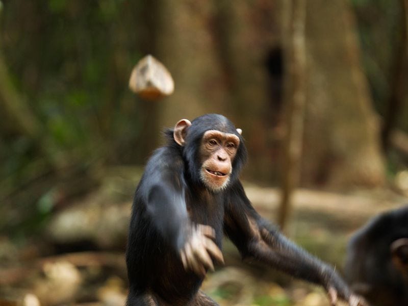 chimpanzee throwing a rock