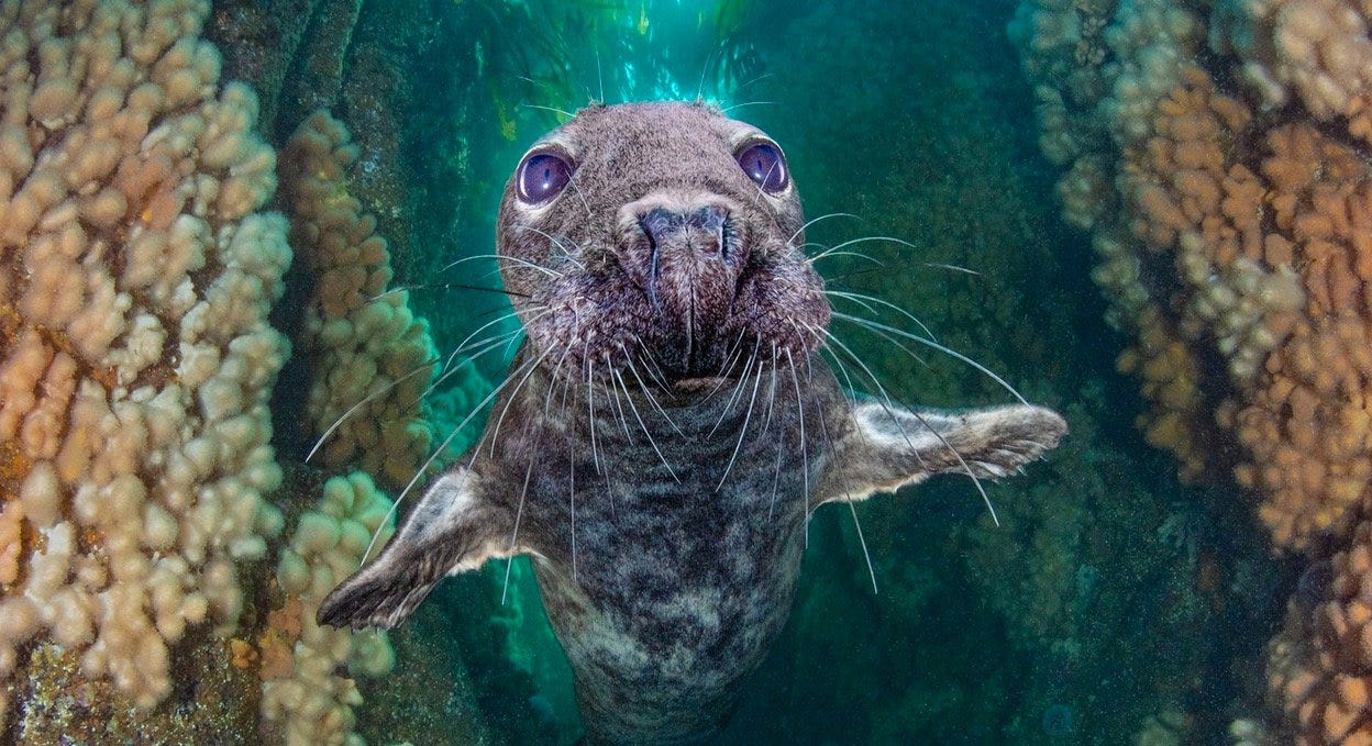 The Winners Of The 2021 Underwater Photographer Of The Year Contest Are Breathtaking