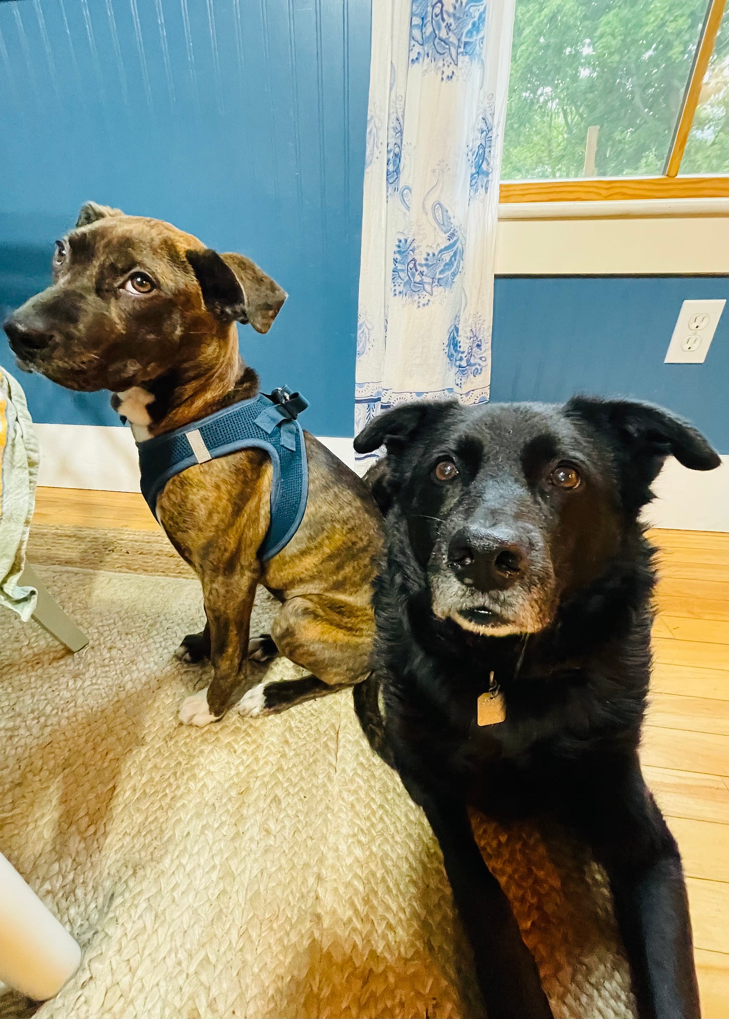 two dogs sitting close together