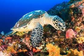 Hawksbill Sea Turtle feeding on a tropical coral reef | Casa Caribe