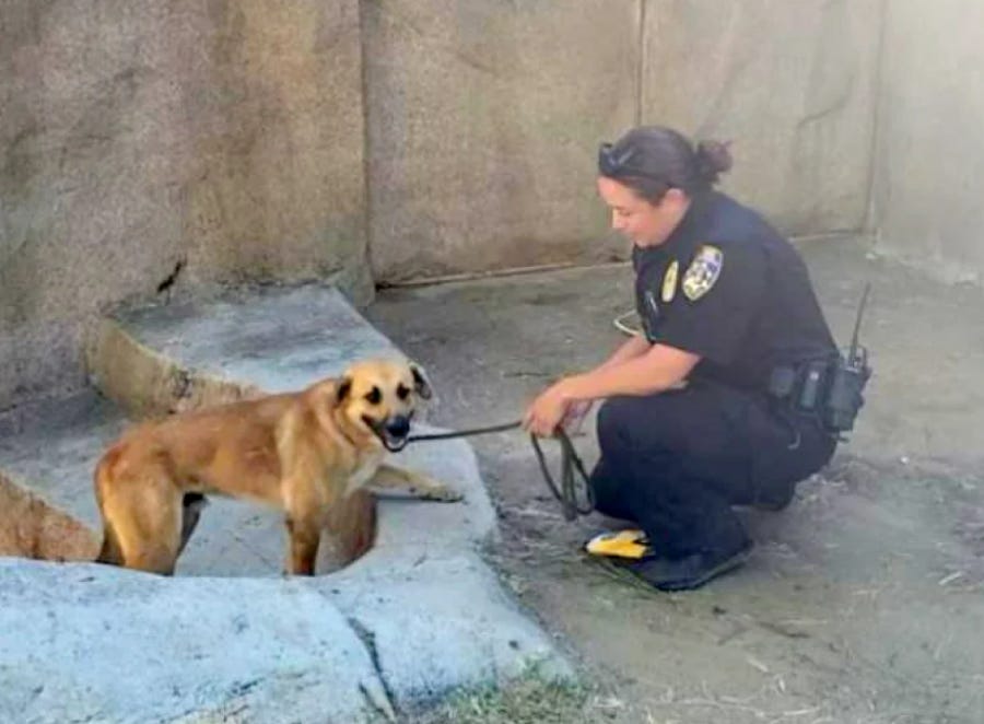 Officers help remove the dog, "Mighty Joe Young" from a gorilla exhibit at the San Diego Zoo.