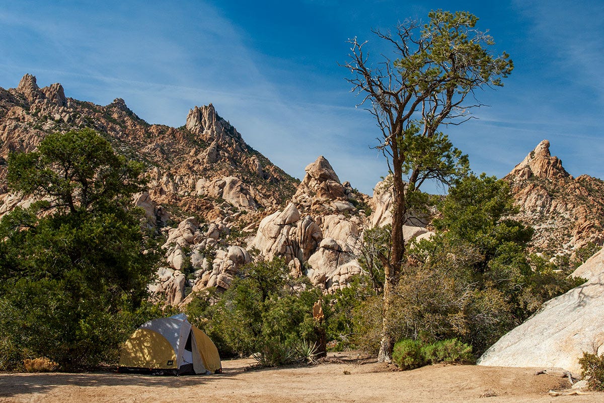 tent in the shade of a scrabbly half-bare desert tree, with rocky, scrubby mountains behind