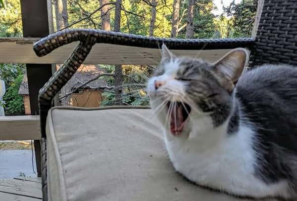 Gracie, who belongs to loyal reader Sivan, enjoys mild roaring and grandiose yawning. Nominate your pet to appear in The Highlighter! hltr.co/pets