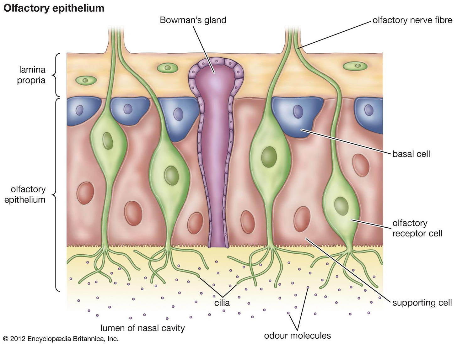 olfactory epithelium | anatomy | Britannica