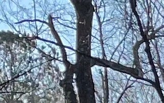 Tree against sky, more than one branch bent or broken. Needs fixing.