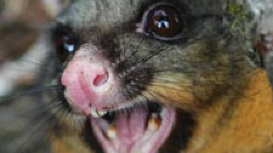 Terrifying/adorable possum 