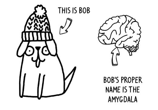 An illustration of a dog in a bobble hat next to an illustration of the human brain. Text says 'this is Bob. Bob's proper name is the Amygdala'