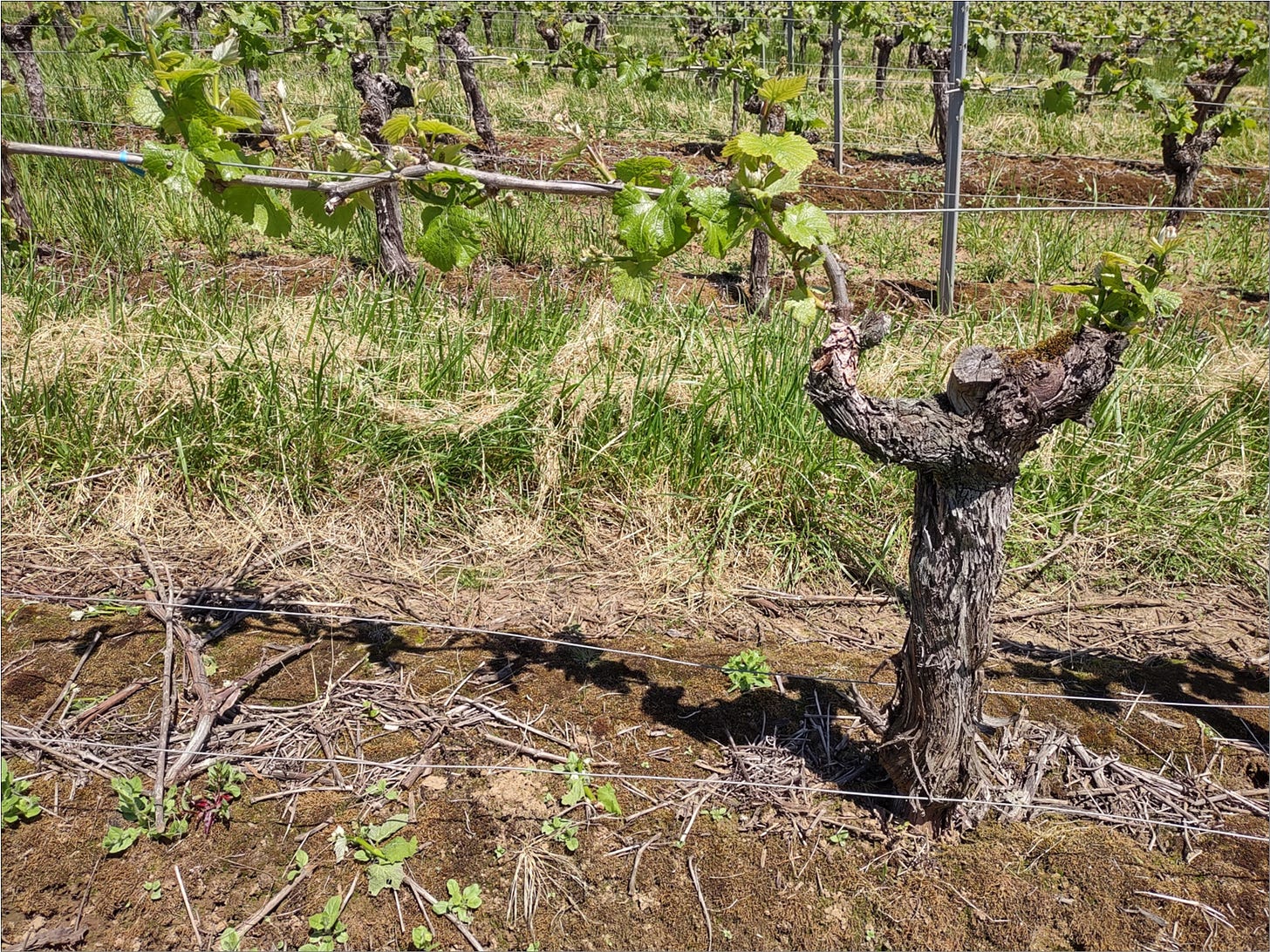 Vine with a clean trunk.