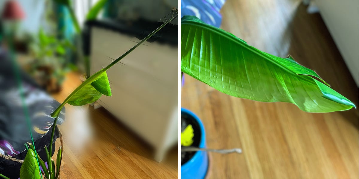 Left: a new bird of paradise leaf in the process of unfurling. Only the base has unfurled and there is tear in the leaf, stopping its growth. On the right, a photo of the same leaf and plant, fully unfurled.