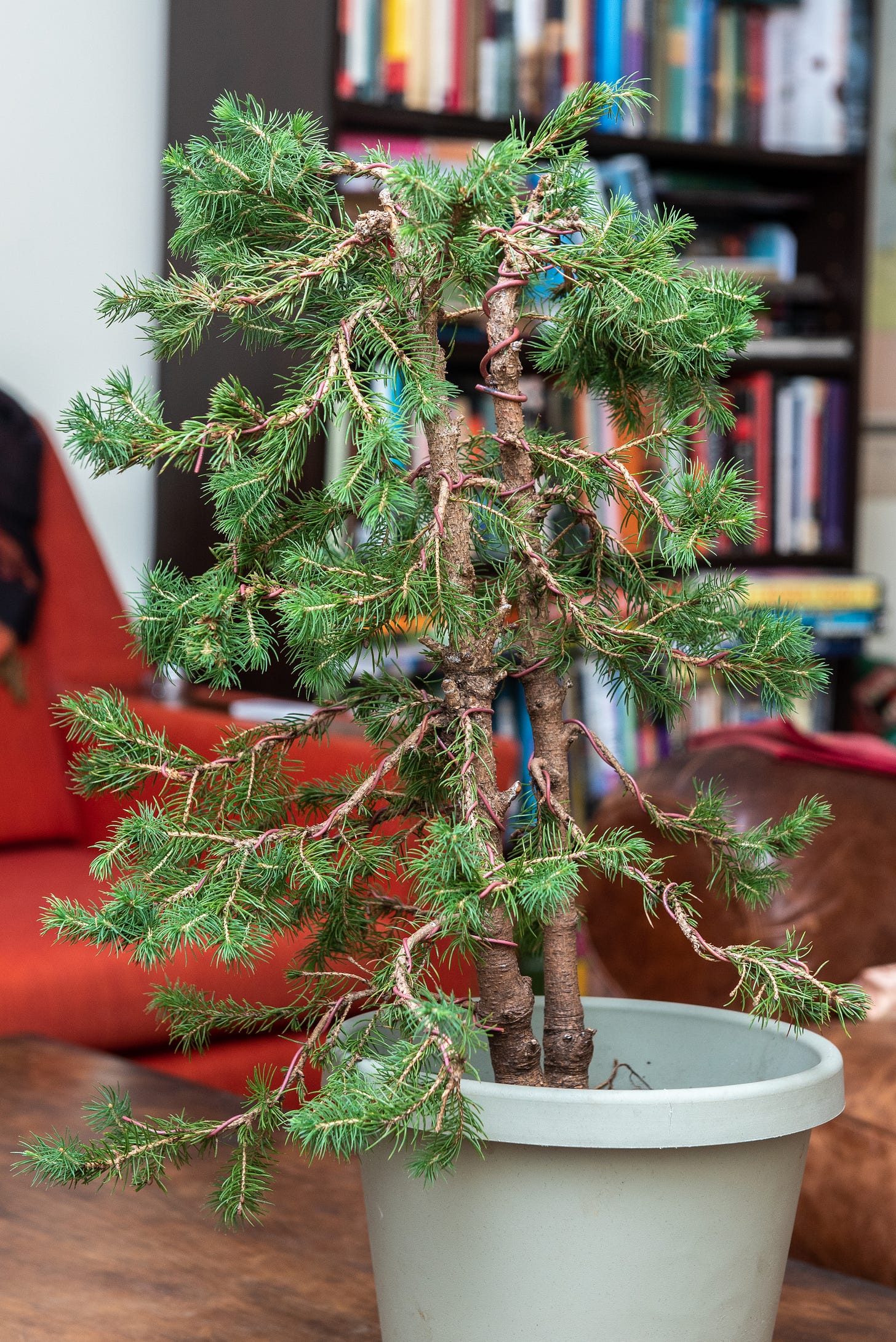 Image description: photo of the white spruce with new bonsai wire. End image description.