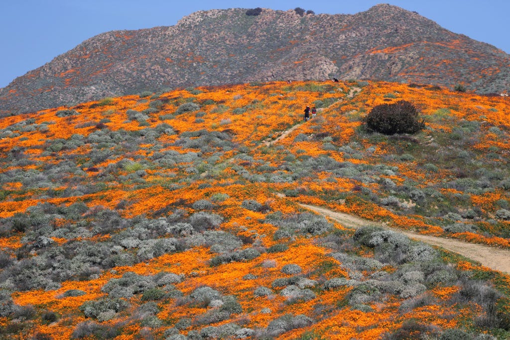 A super bloom of poppies is seen in Lake Elsinore, California on February 27, 2019. Heavy rains and snow during the winter have lifted all but a few parts of California out of its seven-year drought. Photo by Lucy Nicholson/Reuters