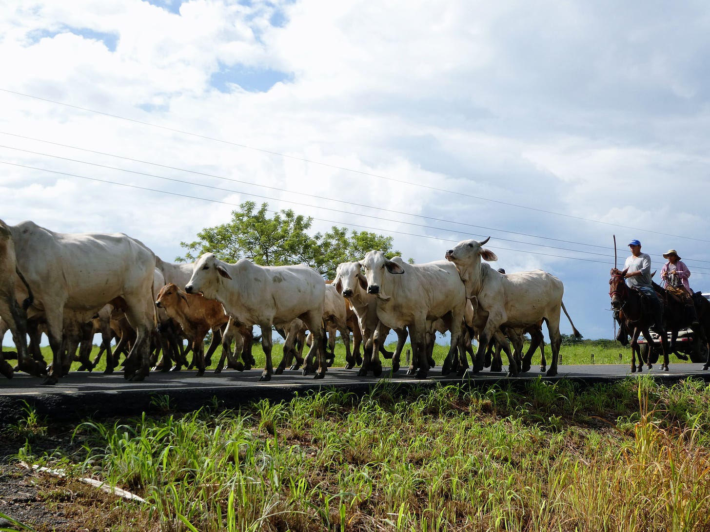 Group of white cows on the road, with two cowboys on horses behind them