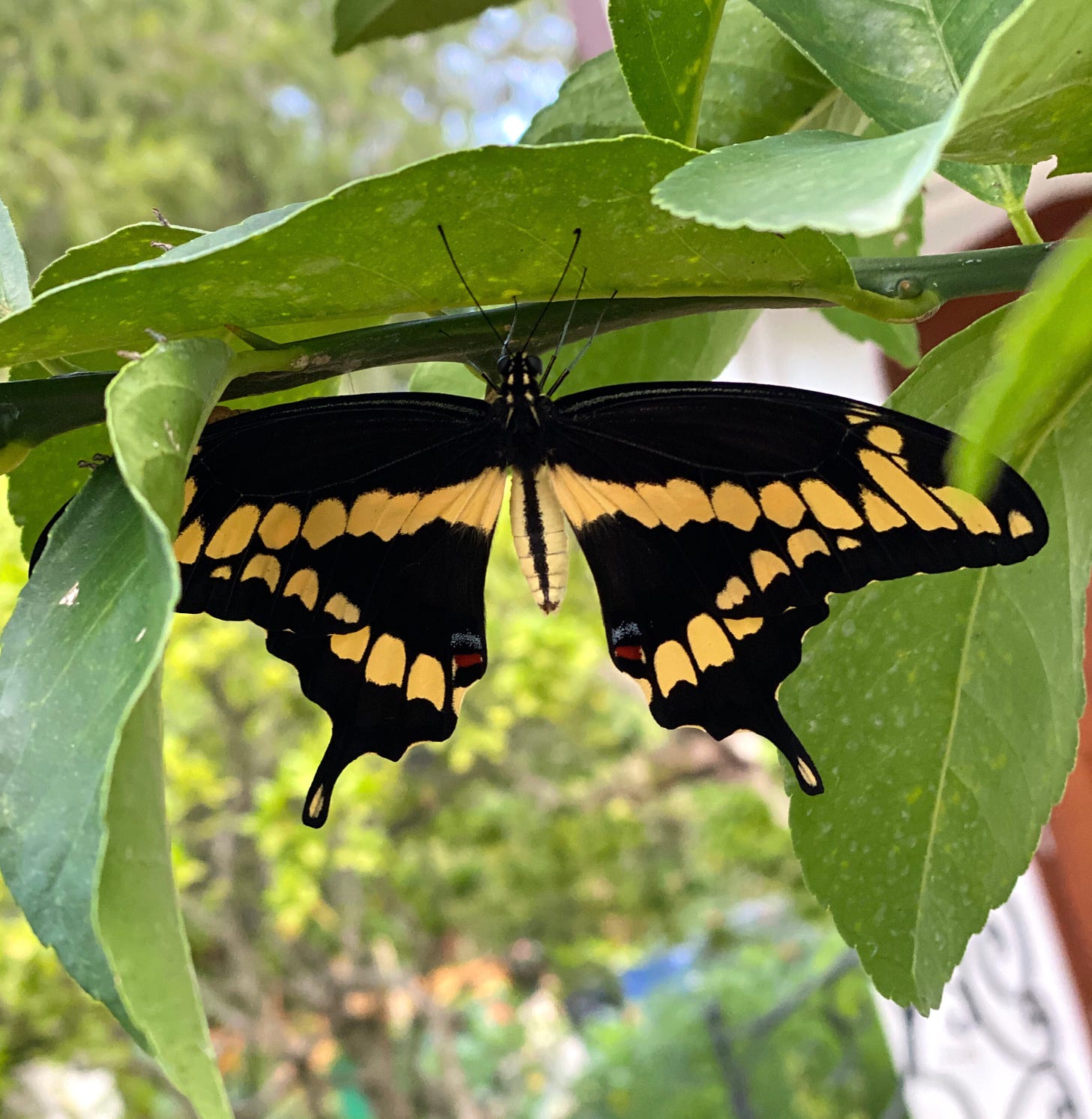 A giant swallowtail butterfly hardens its wings in the breeze after hatching from a chrysalis on the key lime tree.