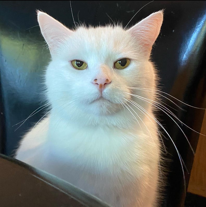 Smudge, a white cat, stares back at the camera with an unamused look.
