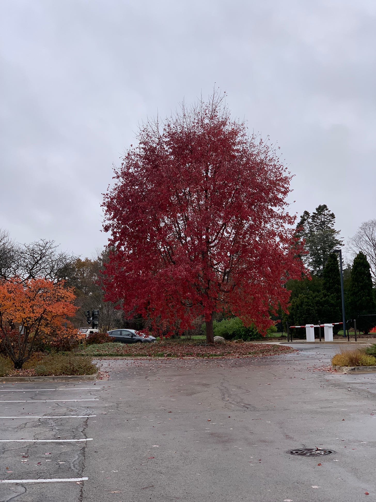 A parking lot with a bright crimson tree growing next to it. The sky is grey and cloudy.