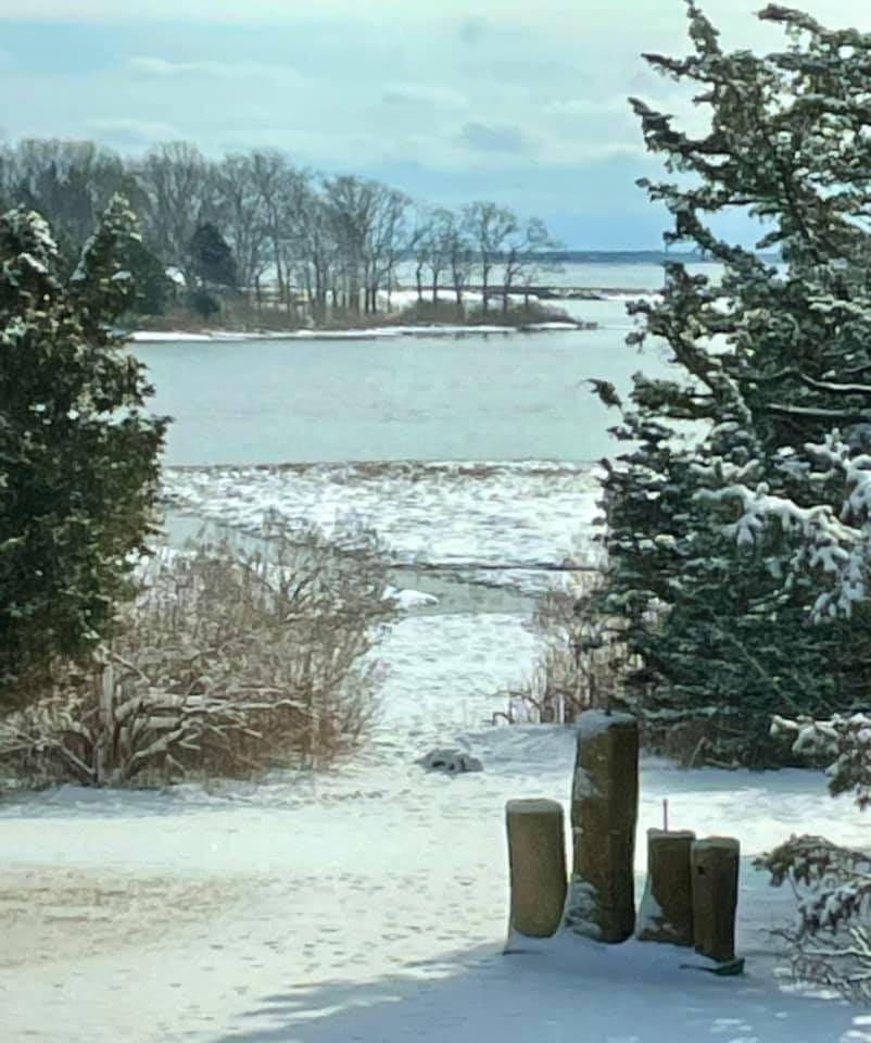 May be an image of snow, nature and tree