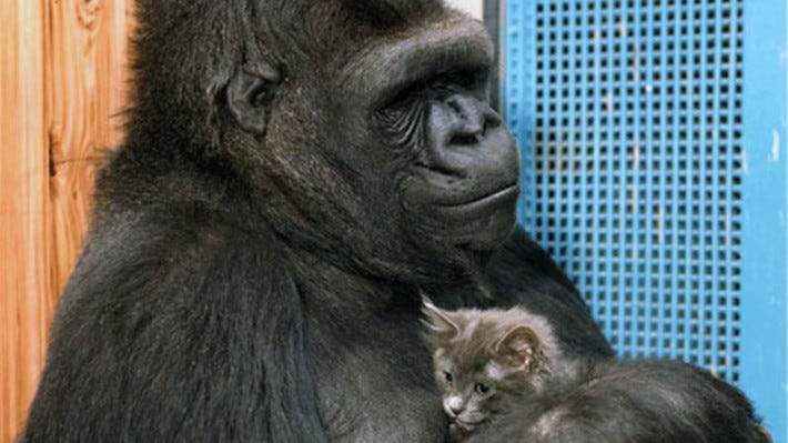 Dr. Goodall Remembers Koko the Beloved Gorilla