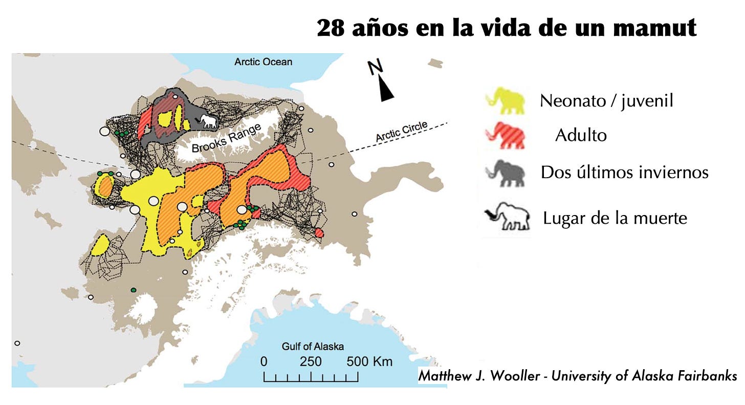 Un mapa de Alaska muestra los lugares por los que el mamut analizado se movió durante su vida