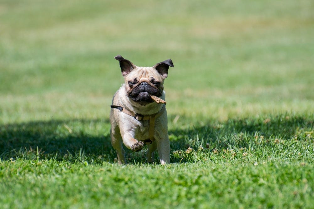 pug puppy running on grass