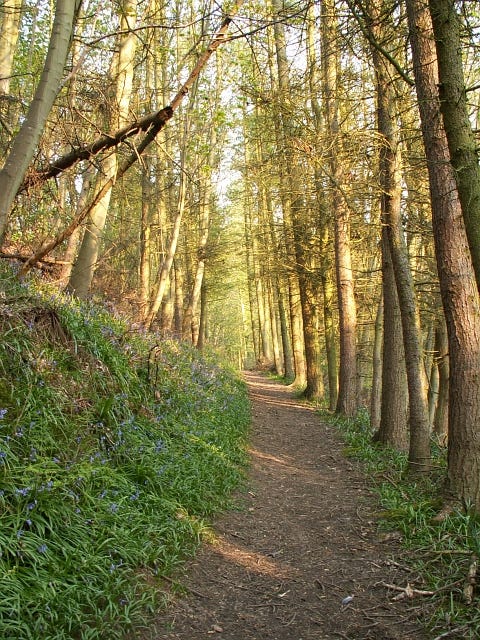 Path through woods in Dunino