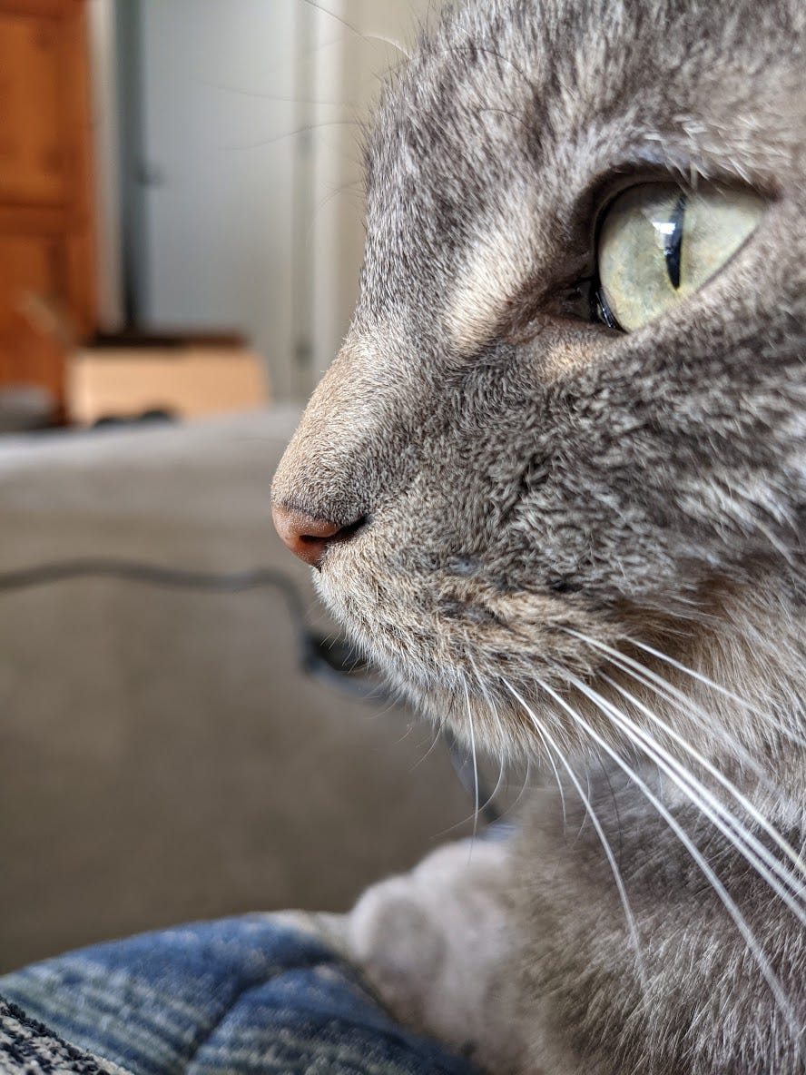 Close up of my grey tabby cat, Darth, as he gazes curiously to the left at something outside of the frame.