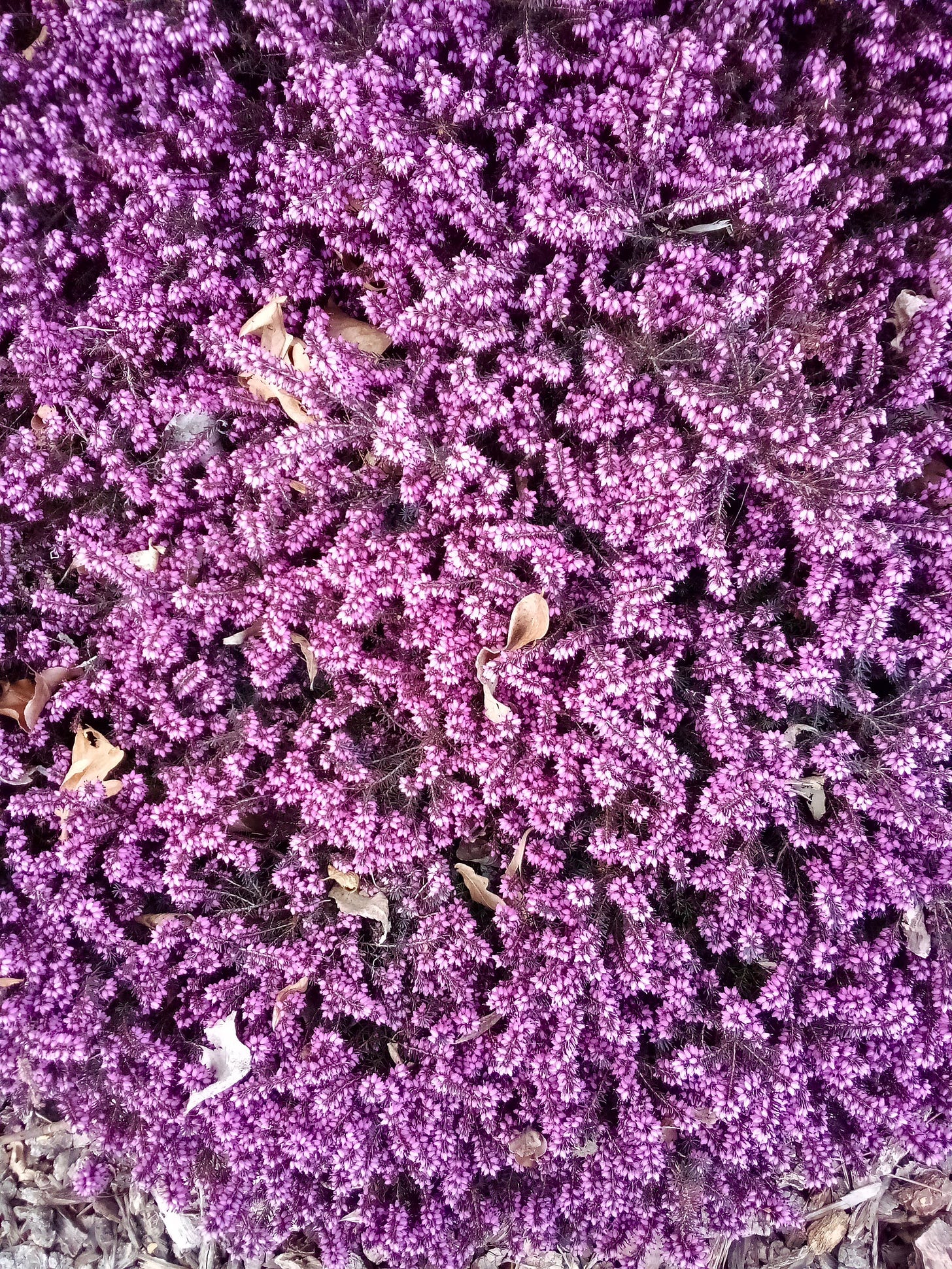 Purple heather blooming