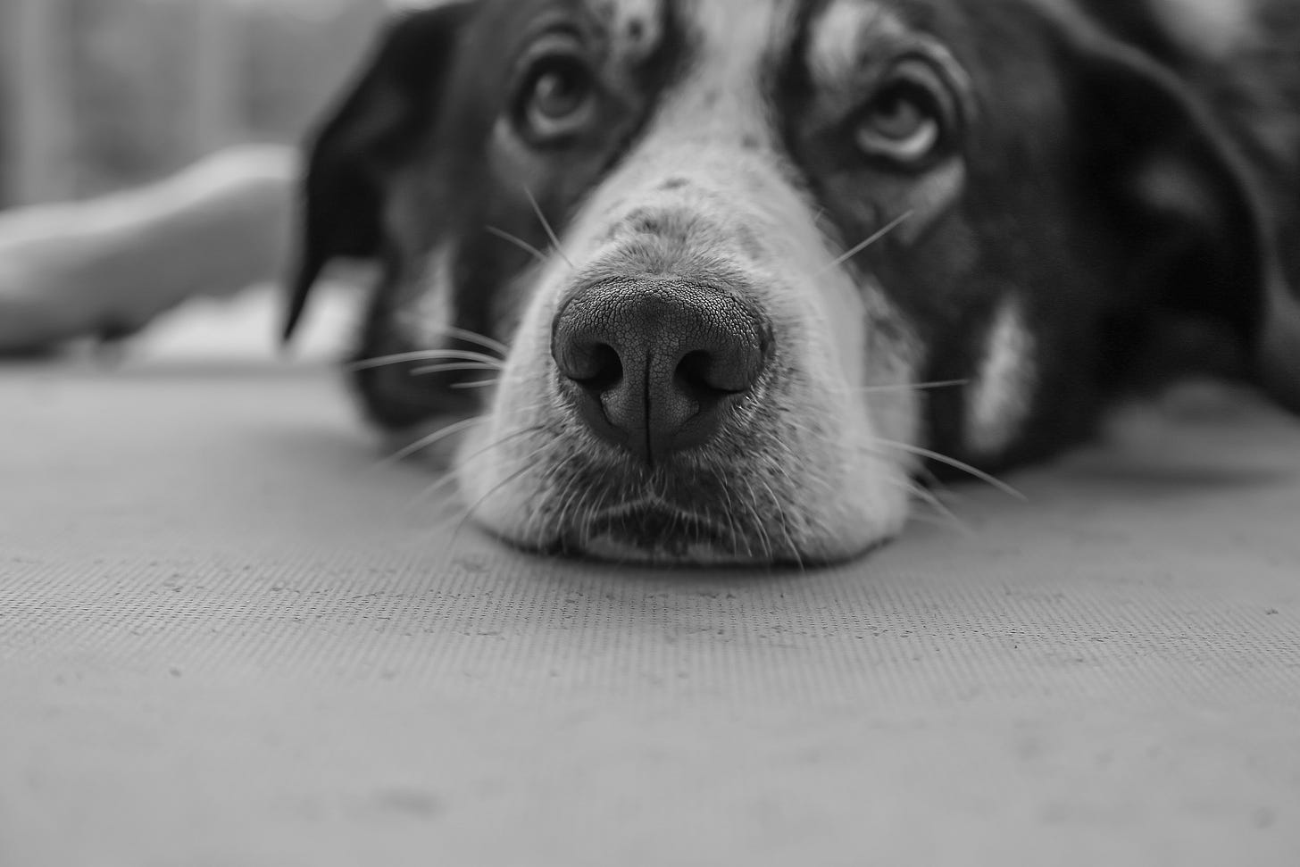 A black and white photo of a dog, with its face on the ground and looking pitifully up.
