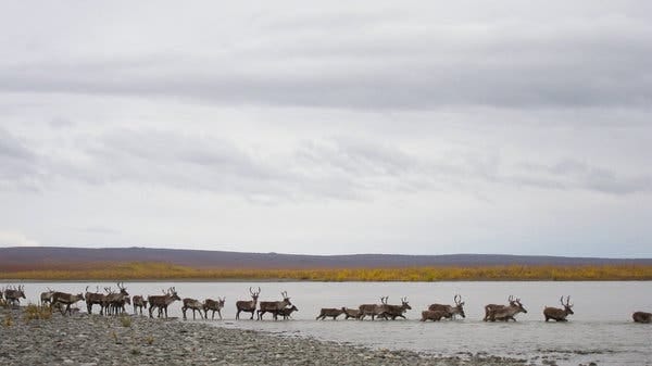 The Western Arctic Caribou Herd crossing the Noatak River on their fall migration.