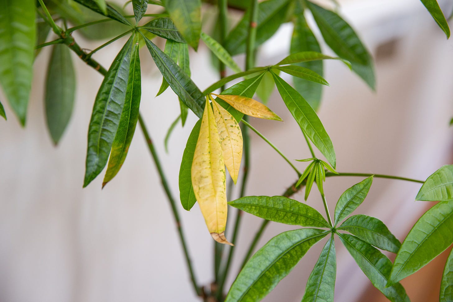 8 Reasons Why Indoor Plant Leaves Turn Yellow