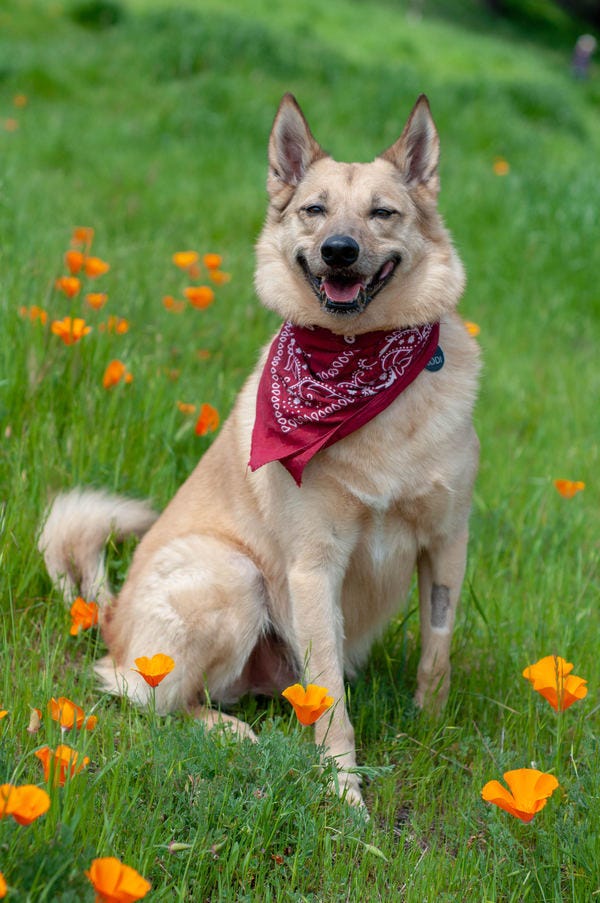 Kodi, who belongs to loyal reader Crystal, approves of the super bloom. Nominate your pet to appear in The Highlighter! hltr.co/pets
